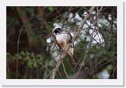 18TarangirePMGameDrive - 40 * Northern White-crowned Shrike.